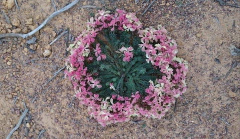 Coorow Wildflower Drive - Attractions 1