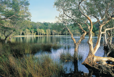 Cooloola, Great Sandy National Park - Attractions Las Vegas 1