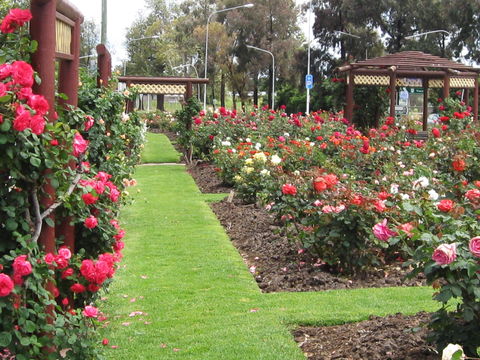 Cowra Rose Garden - Attractions 0