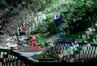 Curtis Falls track Tamborine National Park