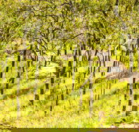 Davies Creek Mountain Bike Park - Attractions