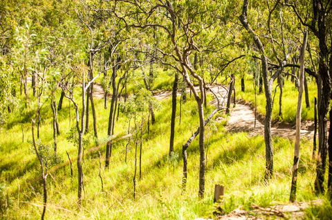 Davies Creek Mountain Bike Park - Attractions 0