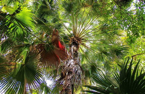 Depot Beach Rainforest Walk - Attractions 0