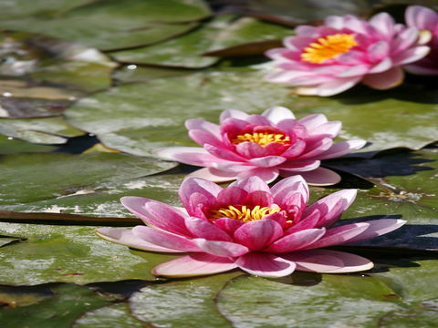 Dubbo Regional Botanic Garden - Closed Until Further Notice - Attractions 2
