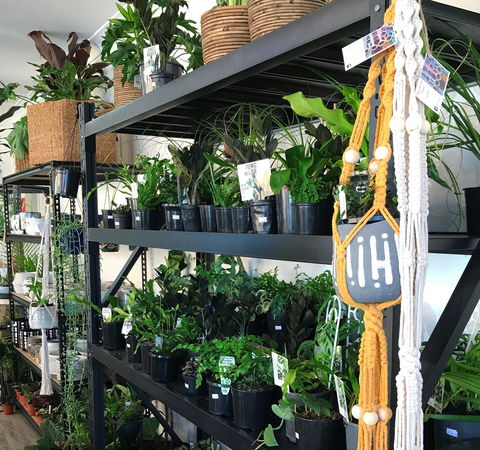 Fancy Plants - Attractions 0