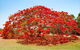 George Brown Darwin Botanic Gardens - thumb 2