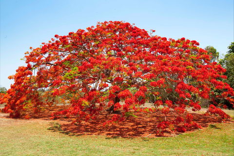 George Brown Darwin Botanic Gardens - Attractions 2