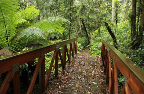 Goodenia Rainforest Walking Track - Attractions 0