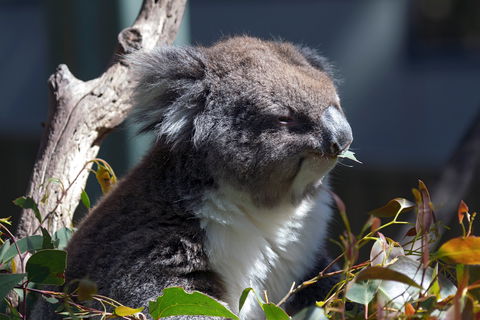 Gorge Wildlife Park - Attractions 0