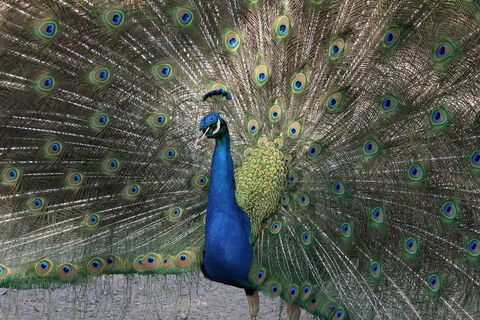 Gorge Wildlife Park - Attractions 1