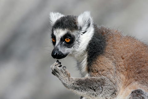 Gorge Wildlife Park - Attractions 2
