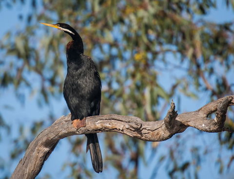 Greenough River Nature Trail - Attractions 0