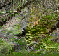 Hopetoun Falls Walking Track - Attractions