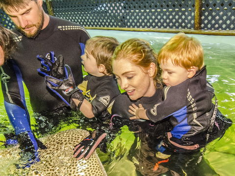 Irukandji Shark And Ray Encounters - Attractions 1