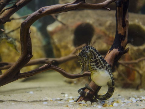 Irukandji Shark And Ray Encounters - Attractions 2