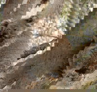 Koala Spotting Narrandera - Attractions