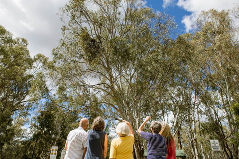 Koala Spotting Narrandera - Attractions 2