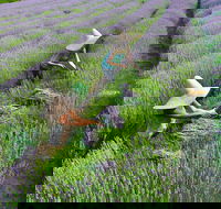 Lavandula Swiss Italian Farm - Attractions