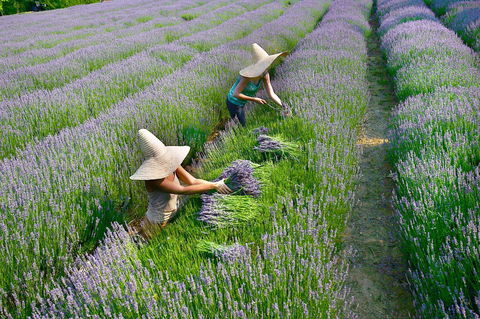 Lavandula Swiss Italian Farm - Attractions 0
