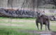 Living Legends: The International Home Of Rest For Champion Horses - thumb 1