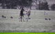 Living Legends: The International Home Of Rest For Champion Horses - thumb 2