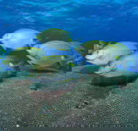 Lodestone Reef - Attractions