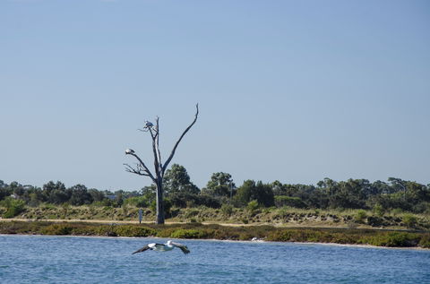 Mandurah Estuary And Peel Inlet - Attractions 1