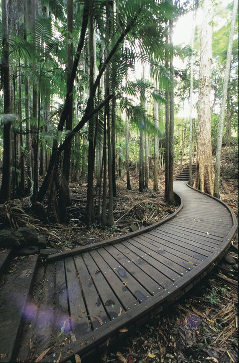 Mapleton Falls National Park - Attractions 1