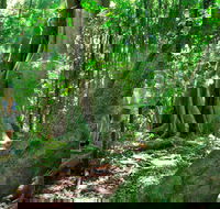 Mary Cairncross Scenic Reserve - Attractions