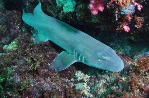 Middle Reef Dive Site - Attractions 0