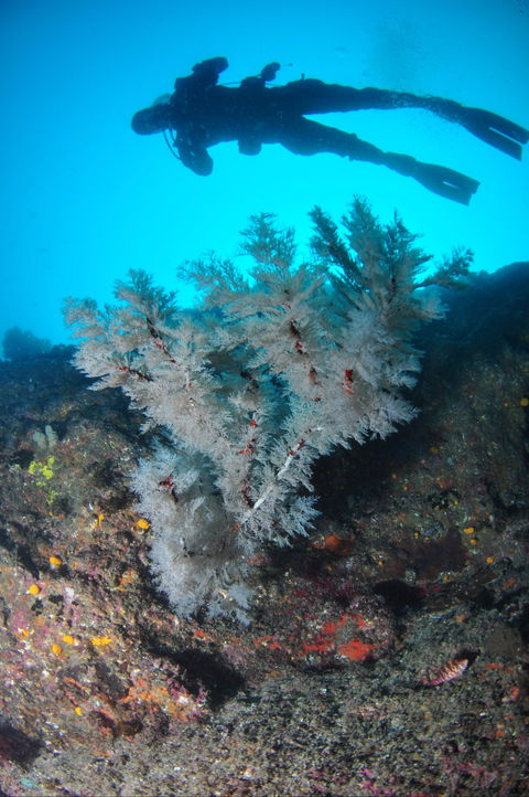 Middle Reef Dive Site - Attractions 1