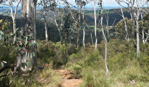 Mount Towac Walk - Attractions 0
