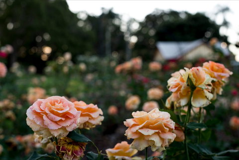 Newtown Park State Rose Garden - Attractions 0