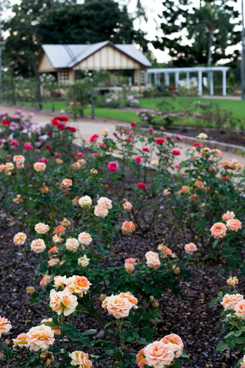 Newtown Park State Rose Garden - Attractions 2