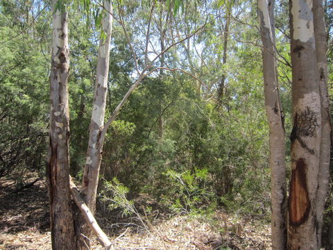 One Mile Creek Shared Path - Attractions 2