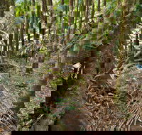 Palm Forest Walking Track - Attractions