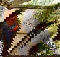Raptor Domain - Attractions