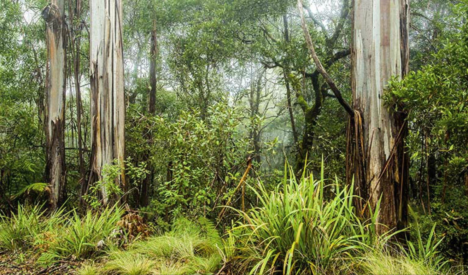 Sawpit Creek ACT Attractions