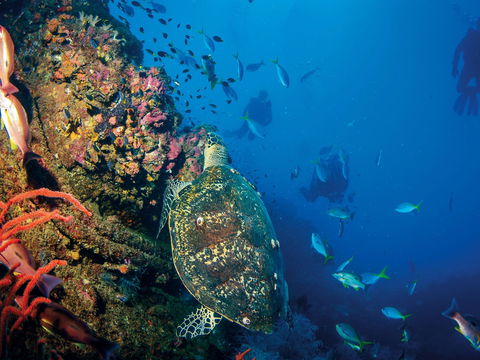 SS Yongala Dive Site - Attractions 0