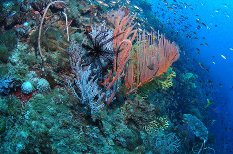 SS Yongala Dive Site - Attractions 1