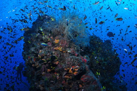 SS Yongala Dive Site - Attractions 2