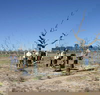 Sturt's tree walk - Attractions