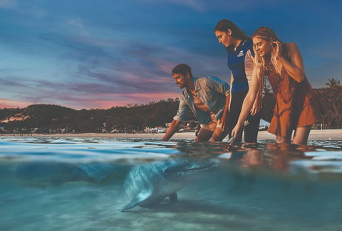 Tangalooma Wild Dolphin Feeding - Attractions 0