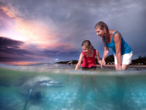 Tangalooma Wild Dolphin Feeding - Attractions 1