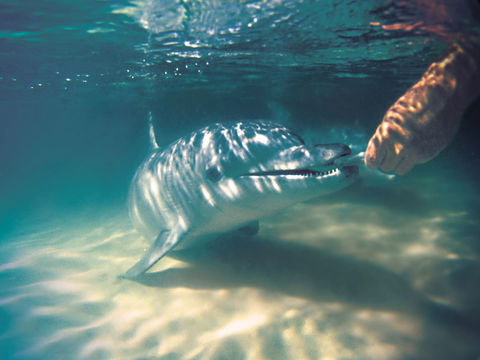 Tangalooma Wild Dolphin Feeding - Attractions 2
