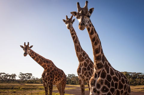 Werribee Open Range Zoo - Attractions 1