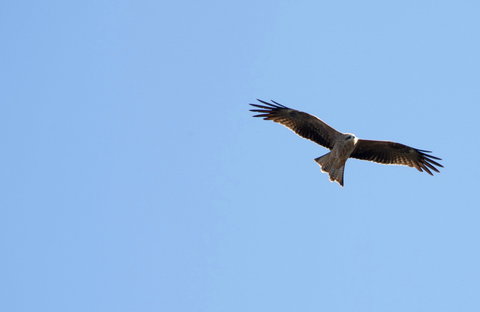 Yanga Lake Red Gum Bird Hide - Attractions 0
