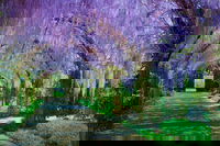 Alowyn Gardens and Nursery