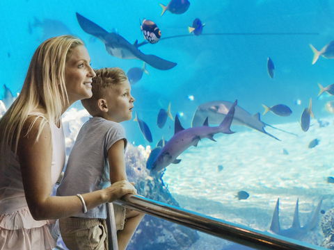 Australia's Sea World - Attractions 2