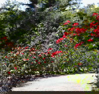 Benalla Botanical Gardens - Attractions